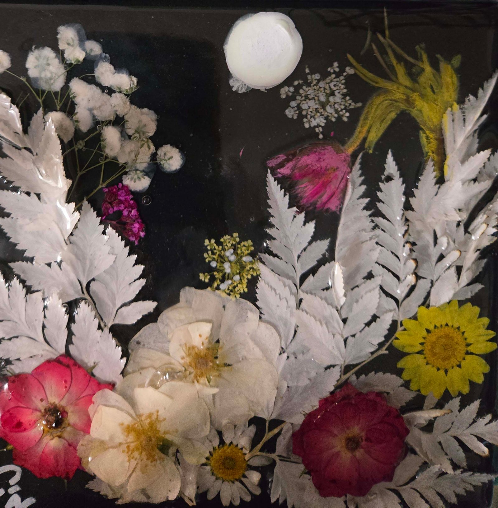 DAISEYLAND @ TWILIGHT